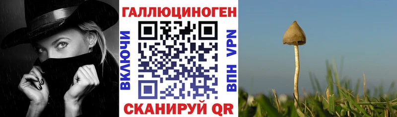 Купить где  Пугачёв  Галлюциногенные грибы MAGIC MUSHROOMS 